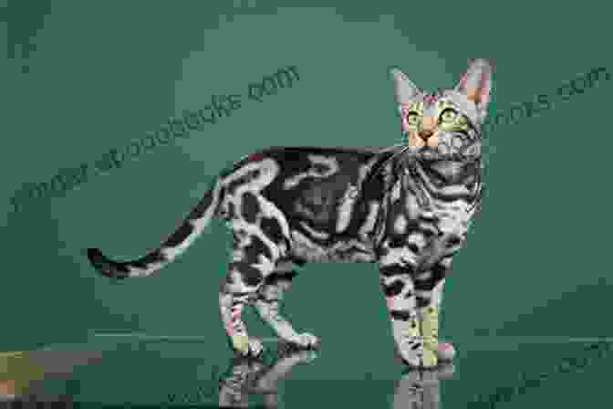 A Beautiful Bengal Cat With Striking Marbled Fur And Piercing Green Eyes The Honest Bengal Cat Guide For Humans: Bengal Cat And Kitten Care: Bengal Cat And Kitten Guide Written By A Bengal Cat (The Honest Guide 1)