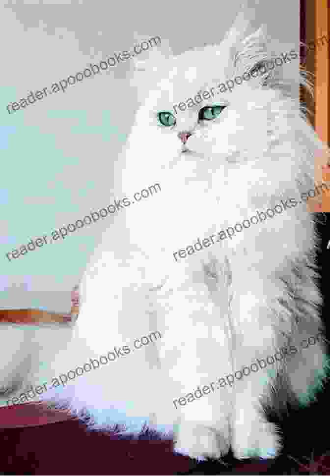 A Beautiful Persian Cat With Long, Flowing Fur Persian Cat Owner : The Pet Guide On Persian Cat Care Training Breeding Grooming Housing Feeding Health And Lot More