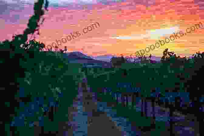 A Breathtaking Sunset Over A Vineyard, With Rolling Hills And Lush Vines The Vineyard Bride (The Vineyard Sunset 13)