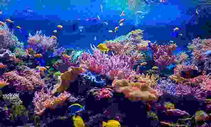 A Breathtaking Underwater Scene Showcasing The Diverse Marine Life And Vibrant Coral Reefs Practical Handbook Of Marine Science (CRC Marine Science)