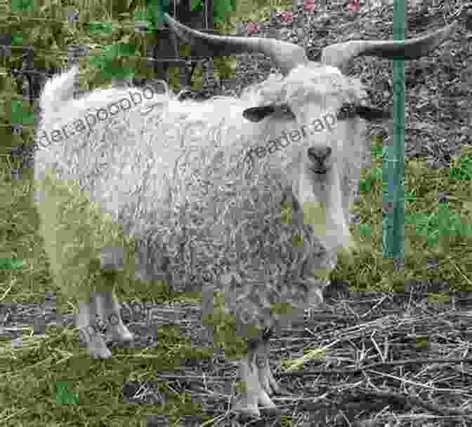 A Close Up Of A Pygora Goat, Showcasing Its Distinctive Fleece The Ultimate Guide To Training Pygora Goats: The Step By Step Guide To Breeding Caring And Raising Pygora Goats Plus Pygora Goat Food Care And Health Instructions