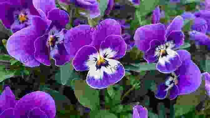 A Close Up Of A White Pansy With A Yellow Center, Blooming In The Snow. White Christmas Pansies Linda Hall