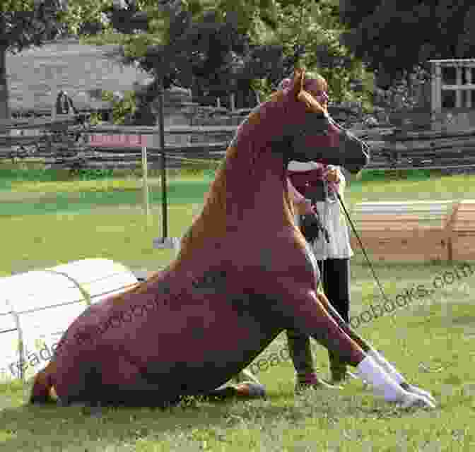 A Family Sitting On A Horse Adventures Of The Horse Doctor S Husband