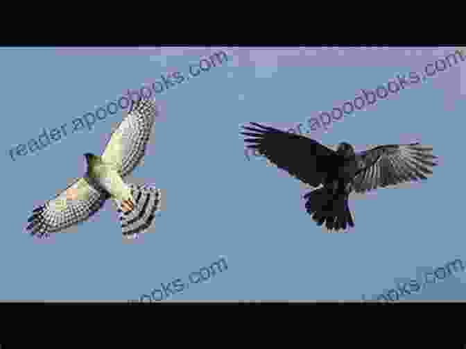 A Hawk And A Dove Flying Together Remember Me (The Hawk And The Dove 6)