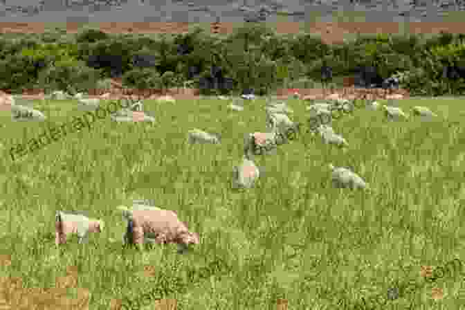 A Herd Of Pygora Goats Grazing In A Lush Field The Ultimate Guide To Training Pygora Goats: The Step By Step Guide To Breeding Caring And Raising Pygora Goats Plus Pygora Goat Food Care And Health Instructions