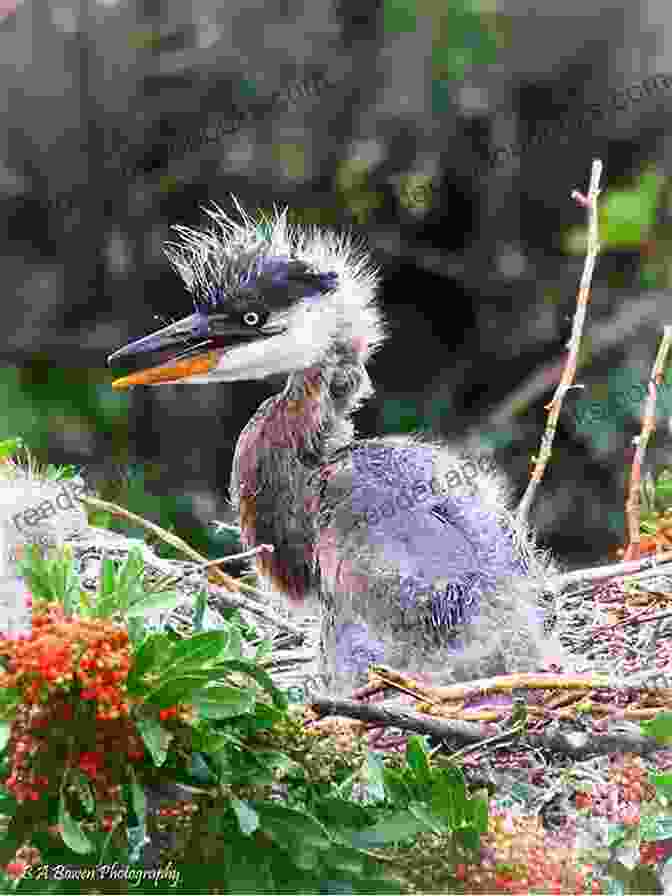 A Heron Chick Emerging From Its Egg, Symbolizing The Delicate Balance Between Life And Death The Heronry Mark Jarman