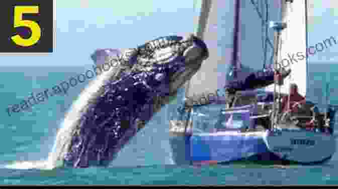 A Large Whale Attacking A Small Boat Wreck Of The Whale Ship Essex Illustrated NARRATIVE OF THE MOST EXTRAORDINARY AND DISTRESSING SHIPWRECK OF THE WHALE SHIP ESSEX: Original News Stories Of Whale Attacks Cannibals