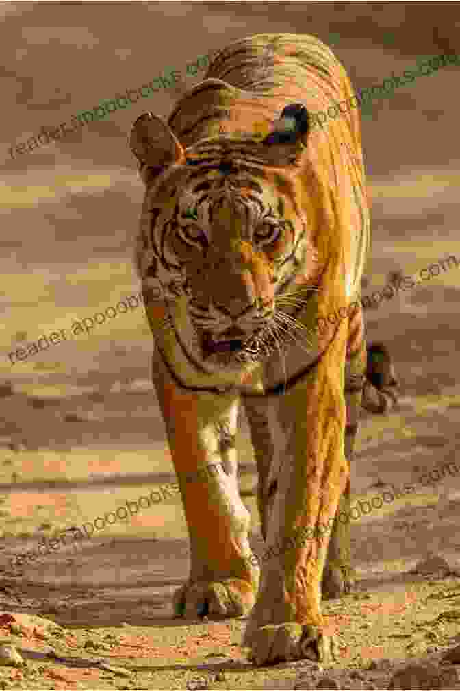 A Majestic Tiger Prowling Through The Wilderness, Symbolizing Power, Strength, And Resilience What It Means To Be A Tiger