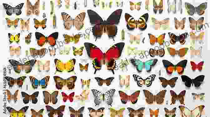 A Montage Of Vibrant Butterfly Species, Showcasing Their Diverse Colors And Patterns Le Petit Guide Des Papillons