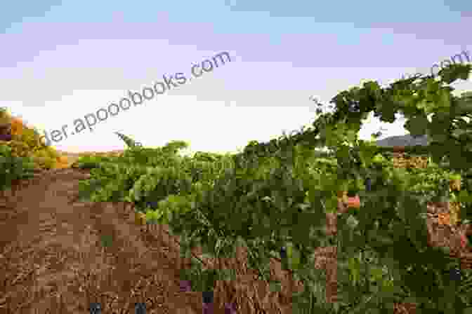 A Picturesque Vineyard At Sunset, With Rows Of Vines Lined With Lush Foliage A Vineyard Rebirth (The Vineyard Sunset 9)