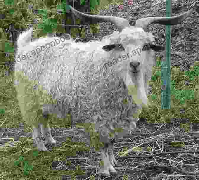 A Pygora Goat Being Cared For By A Farmer The Ultimate Guide To Training Pygora Goats: The Step By Step Guide To Breeding Caring And Raising Pygora Goats Plus Pygora Goat Food Care And Health Instructions