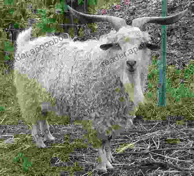 A Pygora Goat Breeding Pair In A Fenced Enclosure The Ultimate Guide To Training Pygora Goats: The Step By Step Guide To Breeding Caring And Raising Pygora Goats Plus Pygora Goat Food Care And Health Instructions