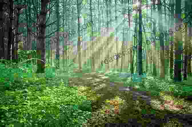 A Serene Image Of A Forest With Sunlight Filtering Through The Trees, Capturing The Tranquility And Enchantment Found Within Nature. A Wild Peculiar Joy: The Selected Poems