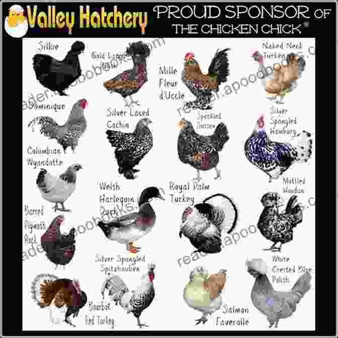 A Variety Of Chicken Breeds To Choose From Backyard Chickens: How To Have A Happy Flock (Backyard Homesteading 2)