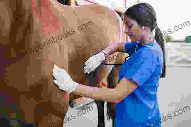 A Veterinarian Examining A Horse Adventures Of The Horse Doctor S Husband