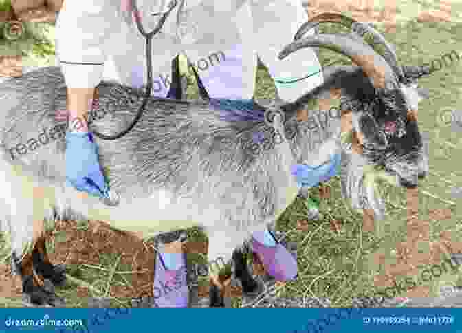 A Veterinarian Examining A Pygora Goat The Ultimate Guide To Training Pygora Goats: The Step By Step Guide To Breeding Caring And Raising Pygora Goats Plus Pygora Goat Food Care And Health Instructions