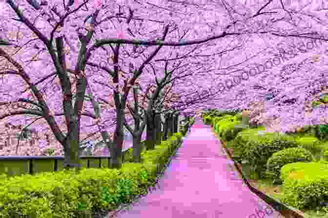 A Vibrant Landscape Of Blooming Cherry Blossoms My Poetry Garden Katsuhiro Hayashi