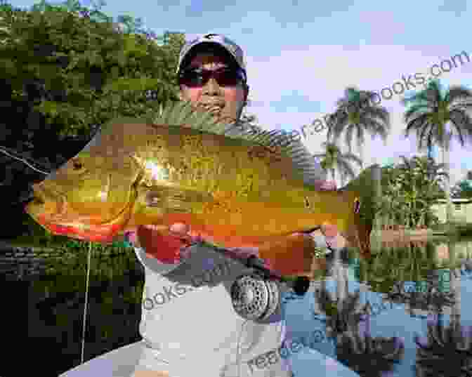 A Vibrant Male Peacock Bass, A Highly Prized Catch In Central Florida. Fishing Central Florida Pamela Kessler