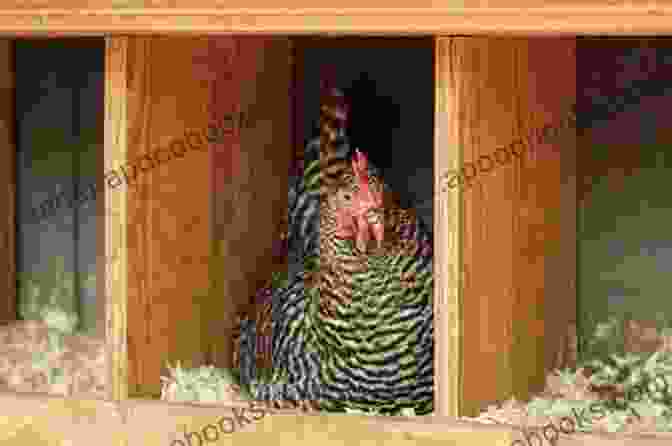 A Woman Collecting Fresh Eggs From A Nesting Box In A Chicken Coop. Baby Steps To Backyard Chickens: How To Prepare For Your First Flock (Backyard Homesteading 1)