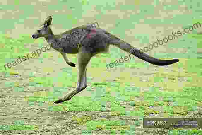 A Young Kangaroo Hops Through A Field Of Flowers. Little Kangaroo Turns Two Kayla Chalko