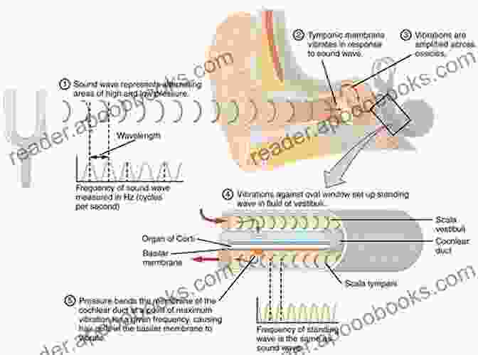 An Ear, The Organ Responsible For Hearing, Capturing Sound Waves From Its Surroundings. Sound Sources: The Origin Of Auditory Sensations