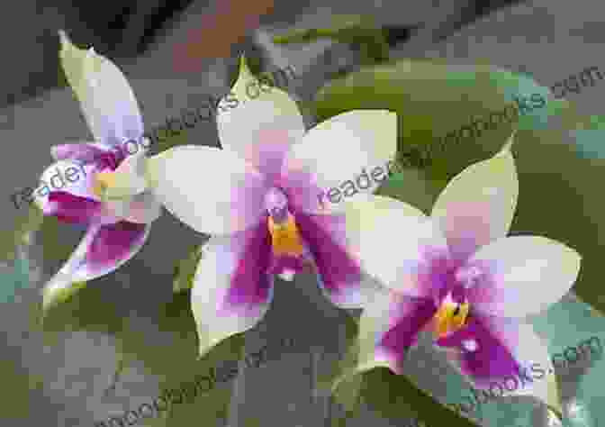 An Exquisite Orchid Bloom With Intricate Patterns And Vibrant Colors From Calcedonies To Orchids: Plays Promoting Humanity In Health Policy