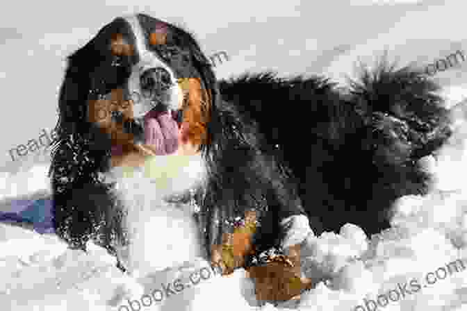 Bernese Mountain Dog Sitting In The Snow Large Breed Dogs: The Quick Tip Guide To Finding The Right Large Breed Dog For You And Your Family