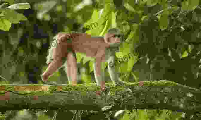 Capuchin Monkey Swinging On A Vine In A Rainforest Wagging Tales: Every Animal Has A Tale