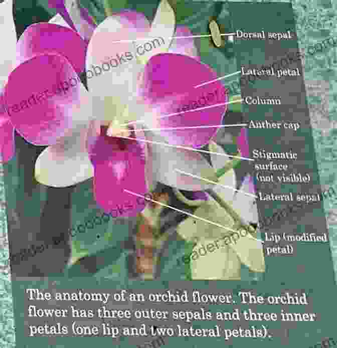 Diagram Illustrating The Anatomy Of A Phalaenopsis Orchid, Including Sepals, Petals, Column, And Pseudobulbs The Truth About Growing Phalaenopsis