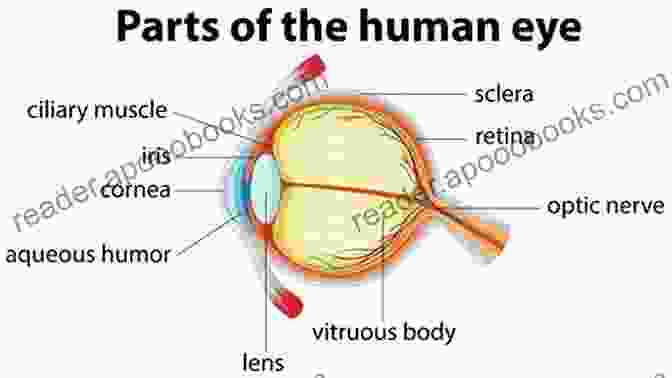 Diagram Of The Eye Showing The Optic Nerve, Aqueous Humor, And Trabecular Meshwork. The Pocket Guide To Glaucoma