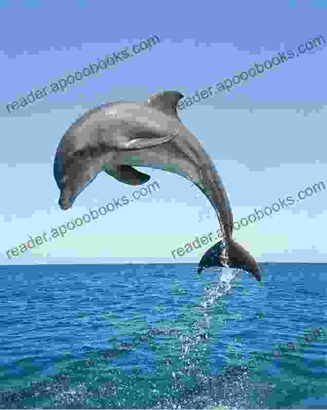 Dolphin Leaping Out Of The Ocean With A Playful Grin Wagging Tales: Every Animal Has A Tale