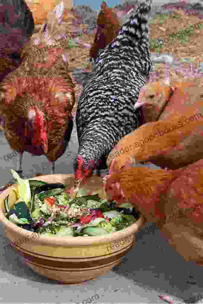 Feeding Chickens With A Healthy Diet Backyard Chickens: How To Have A Happy Flock (Backyard Homesteading 2)