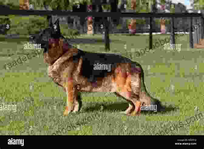 German Shepherd Standing Alert In A Field Large Breed Dogs: The Quick Tip Guide To Finding The Right Large Breed Dog For You And Your Family