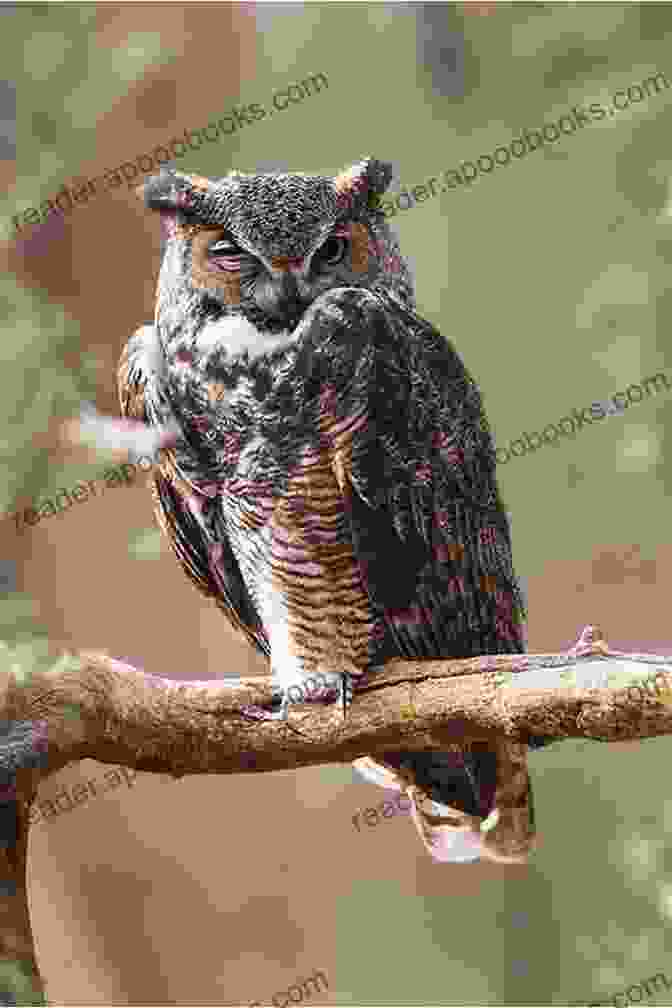 Great Horned Owl Perched On A Tree Branch, Its Piercing Yellow Eyes Staring Straight Ahead Wagging Tales: Every Animal Has A Tale