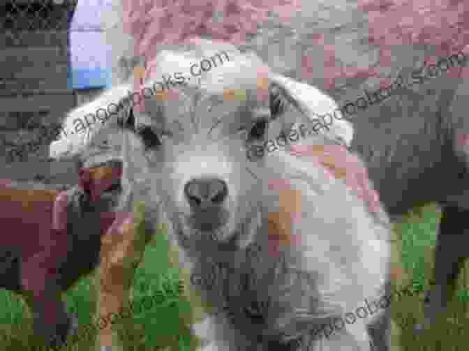 Healthy Pygora Goat Kids Frolicking In A Meadow The Ultimate Guide To Training Pygora Goats: The Step By Step Guide To Breeding Caring And Raising Pygora Goats Plus Pygora Goat Food Care And Health Instructions