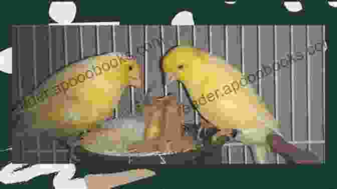 Image Of A Breeding Pair Of Shackleton Yorkshire Canaries Shackleton S Yorkshire Canary Its Breeding And Management