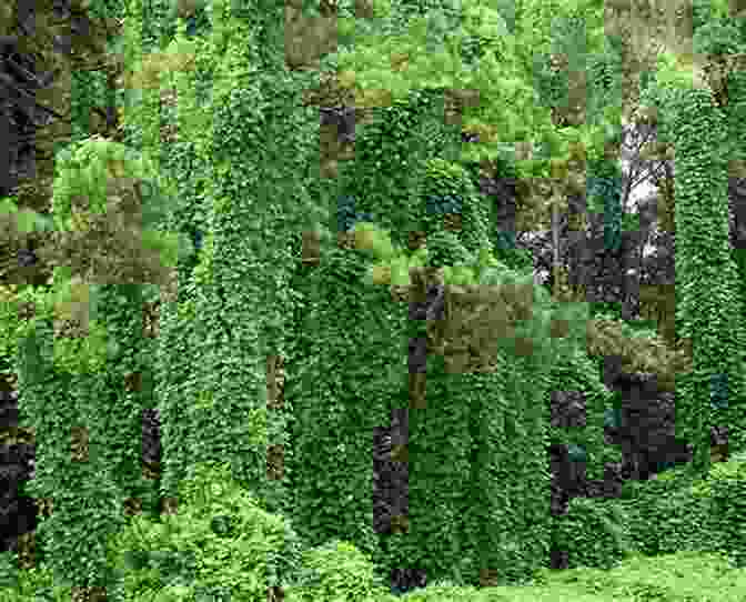 Invasive Plant Species Overtaking Native Vegetation Invasive Microbes (Invasive Species) Suellen May