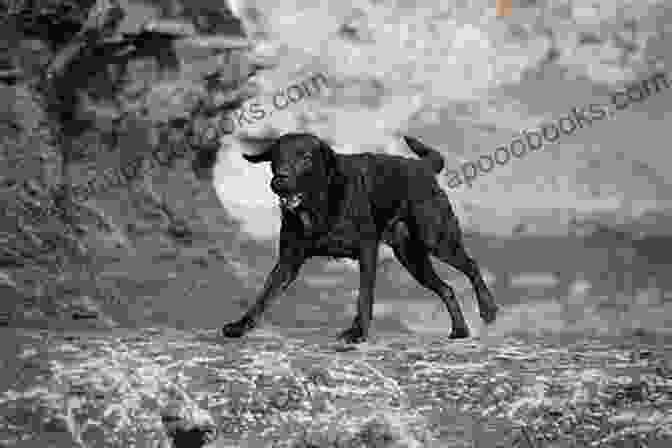 Labrador Retriever Running On The Beach Large Breed Dogs: The Quick Tip Guide To Finding The Right Large Breed Dog For You And Your Family