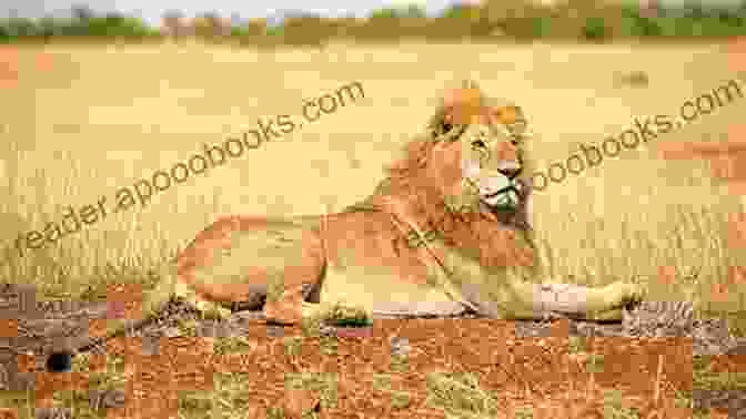 Male Lion Lying Down And Resting On The Savanna Wagging Tales: Every Animal Has A Tale