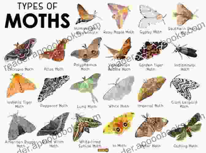 Moths In Literature The Significance Of Moths Rose L Colby