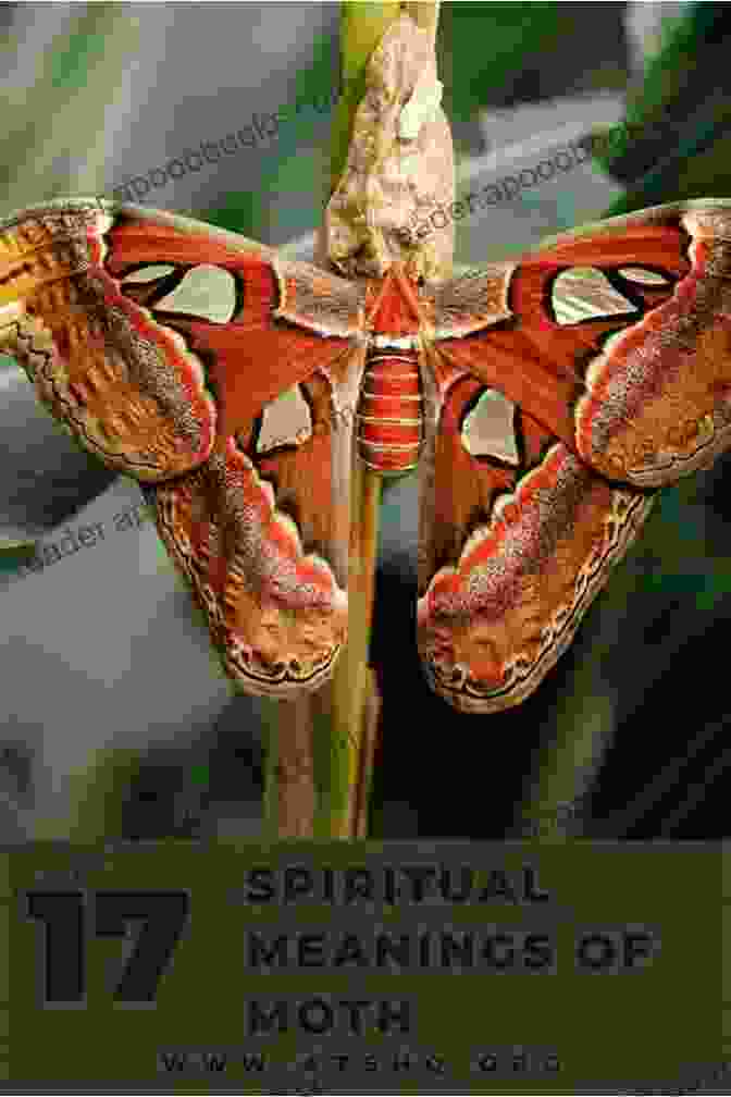 Significance Of Moths The Significance Of Moths Rose L Colby