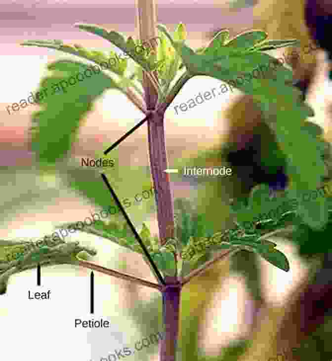 Step 5: Add Leaves To The Stem How To Draw A Sunflower In Six Easy Steps